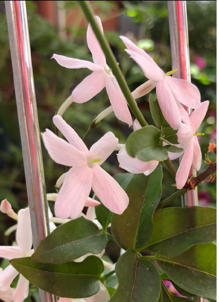 ハゴロモジャスミンの投稿画像 By まきちゃんさん つる性植物と鉢植えと花のある暮らしと白い花と良い香り 19月5月7日 Greensnap グリーンスナップ