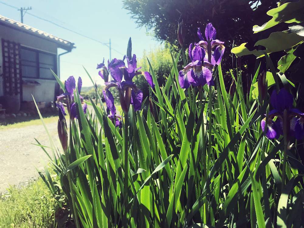 アヤメの投稿画像 By Ramさん 庭続きの畑と田舎暮らしと5月の庭と花のある暮らしと古民家の庭 19月5月 7日 Greensnap グリーンスナップ