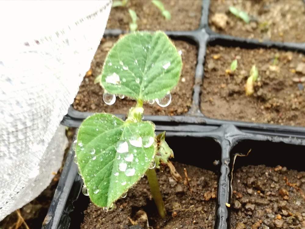 枝豆の投稿画像 By ひなさん 自家製と家庭菜園と農業と成長記録と新芽と野菜の葉と枝豆の成長 19月5月7日 Greensnap グリーンスナップ