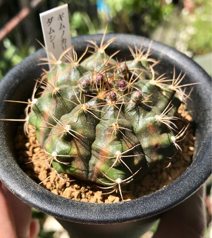 504円 格安販売の サボテン ギムノカリキウム 麗蛇丸 れいだまる 3号鉢