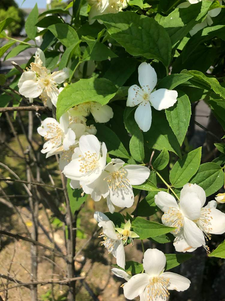相談の投稿画像 By らならなさん 植物が好き と白い花と花の咲く木 19月5月7日 Greensnap グリーンスナップ