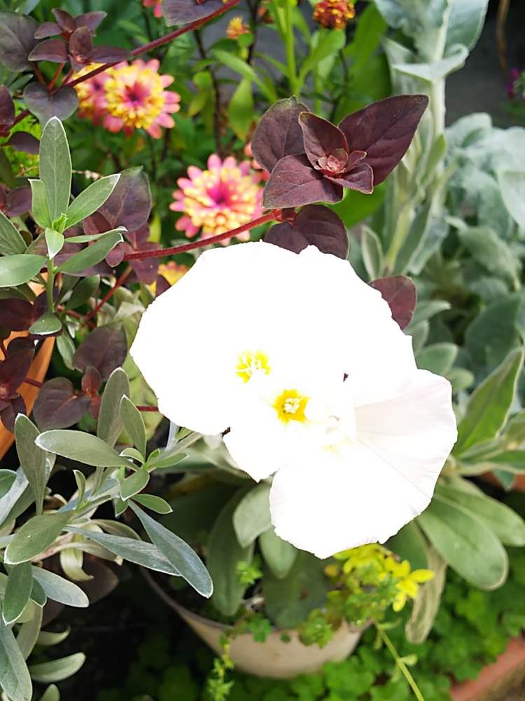 コンボルブルス クネオルムの投稿画像 By ひかりーさん シルバーリーフの花と白花と癒しの植物と花のある暮らしと頑張れ えっこと光を浴びて 19月5月7日 Greensnap グリーンスナップ