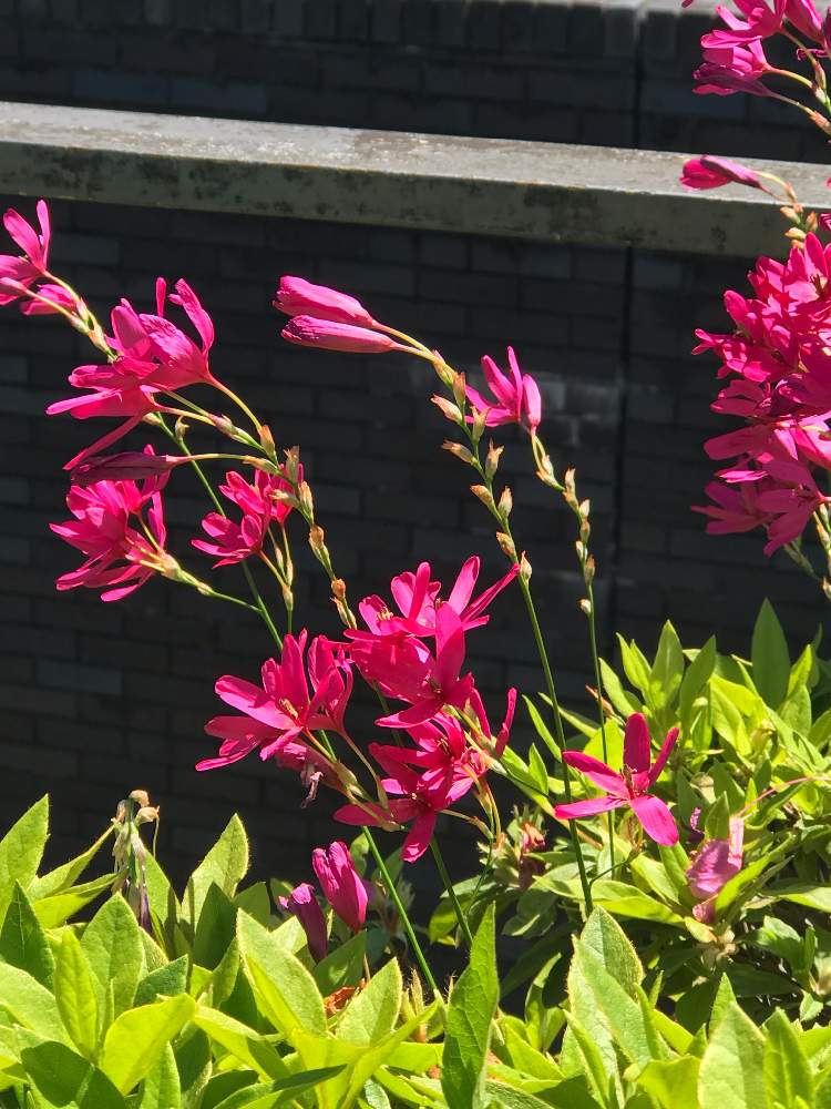 イキシアの投稿画像 By サーさん ピンクの花と花のある暮らし 19月5月7日 Greensnap グリーンスナップ