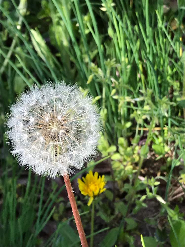 タンポポの綿毛の投稿画像 By アボガドさん 画像加工なしと樹木と庭木の花と欄 熱帯植物 観葉植物と我が家の花壇と100均観葉植物と花のある暮らしと花壇 山野草とpic加工なし 19月5月7日 Greensnap グリーンスナップ