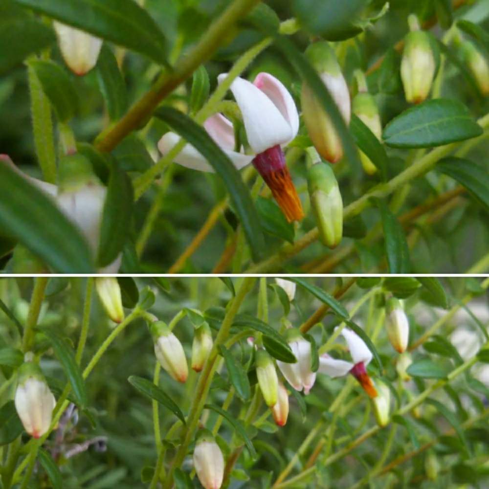 無料ダウンロードクランベリー 花 美しい花の画像