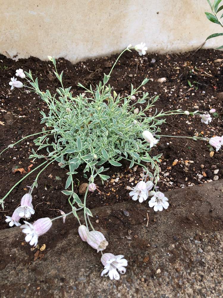 シレネ ユニフローラの投稿画像 By るんるんさん 19月5月7日 Greensnap グリーンスナップ