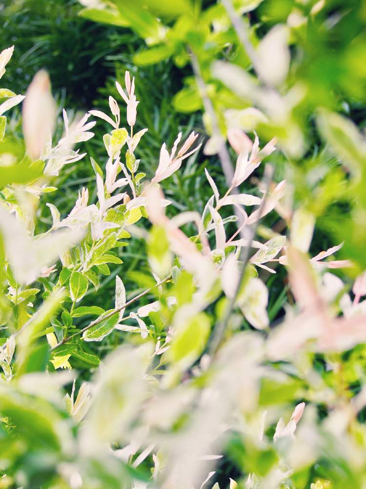 ハクロニシキの投稿画像 By みらのさん 田舎暮らしと春の庭と庭の木とガーデニングと花のある暮らし 19月5月7日 Greensnap グリーンスナップ