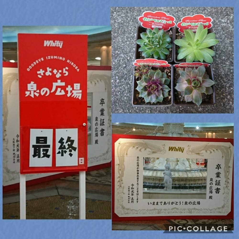 令和最初の植物の投稿画像 By りえさん 多肉植物初心者と100均とセンペルビウム属と泉の広場と令和最初とたにおたくらぶno 59と仲間入りとdaisoとたにおたくらぶと多肉初心者 19月5月7日 Greensnap グリーンスナップ