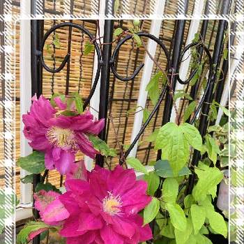 クレマチス レッドスターの投稿画像一覧 Greensnap グリーンスナップ