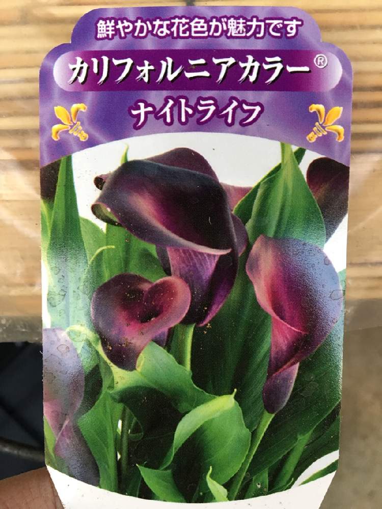 カリフォルニアカラー ナイトライフ Greensnap グリーンスナップ カリフォルニアカラー ナイトライフ Greensnap グリーンスナップ