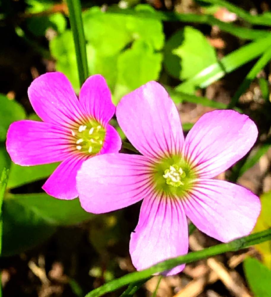 花のある暮らしの投稿画像 By ちゃーさん ピンクのお花と小さいの好きと花咲く雑草 19月5月7日 Greensnap グリーンスナップ