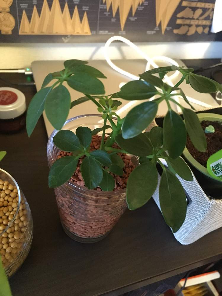 シェフレラの投稿画像 By Akkyさん ハイドロカルチャーと植物系男子 19月5月7日 Greensnap グリーンスナップ