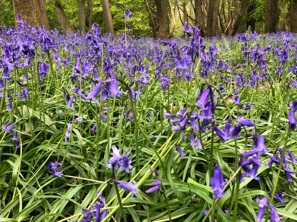 イングリッシュブルーベルの投稿画像 By Yukappeさん 花のある暮らしとイギリス 19月5月8日 Greensnap グリーンスナップ