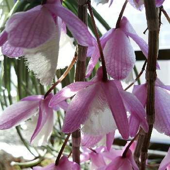 デンドロビウム アフィルムの投稿画像一覧 Greensnap グリーンスナップ デンドロビウム アフィルムの投稿画像一覧 Greensnap グリーンスナップ