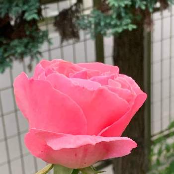 五月の花の画像 by 淳 こさん | 小さな庭とよい 1日をと五月の花とひとりごと ひとりごととバラが咲くと幸せ色と大好きだょとやさしい色たちとみんなに♡を