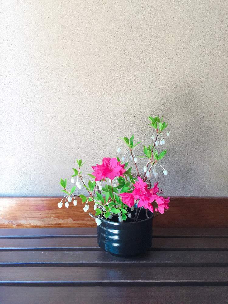 ツツジの投稿画像 By ずずさん ドウダンツツジと花のある暮らしと生け花といけばなと生け花初心者 19月5月8日 Greensnap グリーンスナップ