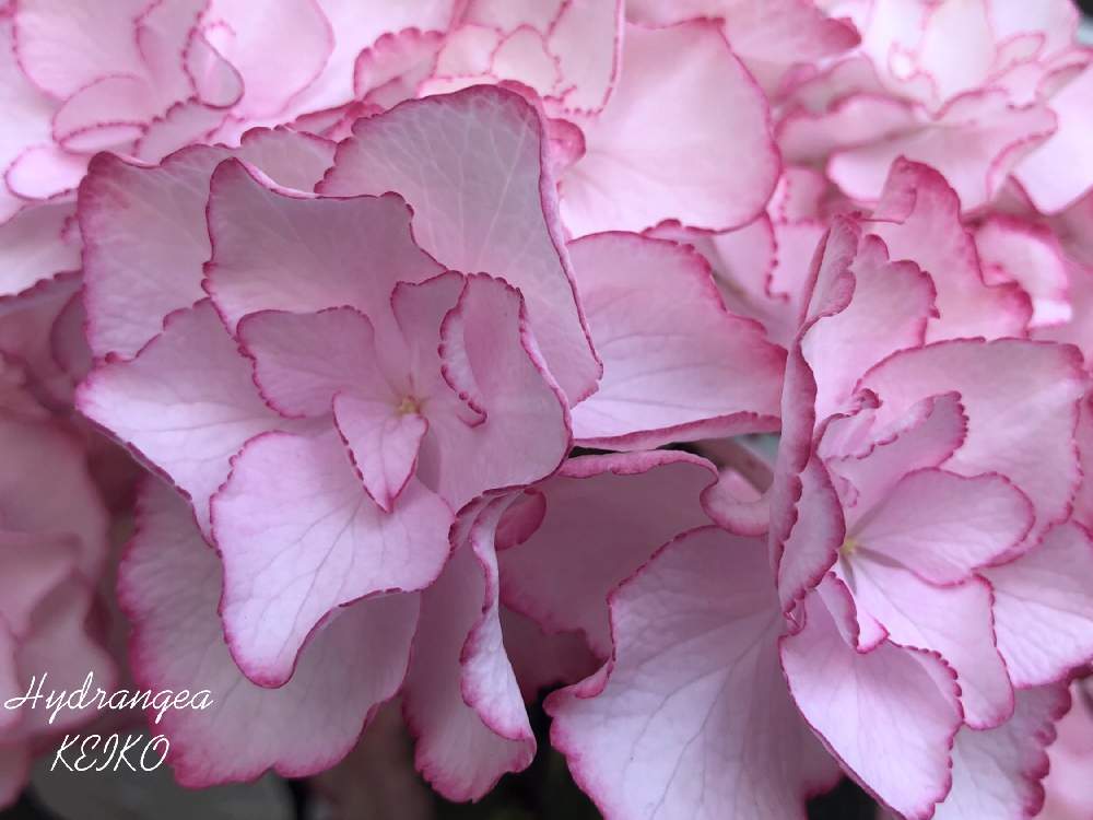 アジサイkeikoの投稿画像 By 花ママ さん 小さなしあわせ と千葉県とピンクの花といとおしい植物の表情フォトコン19と Naturalと部員ｎｏ248と柏市と紫陽花 アジサイ あじさいと可愛いと花のある暮らしとかわいいとかわいいな と あじさい19 フォト