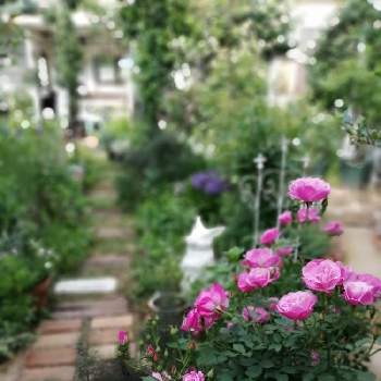 ピーチプリンセスの画像 by cotucotugarden さん | 小さな庭とピーチプリンセスとプリンセスクローバーとガーデン&ガーデンとガーデニングと花のある暮らしとバラを楽しむと咲いた！