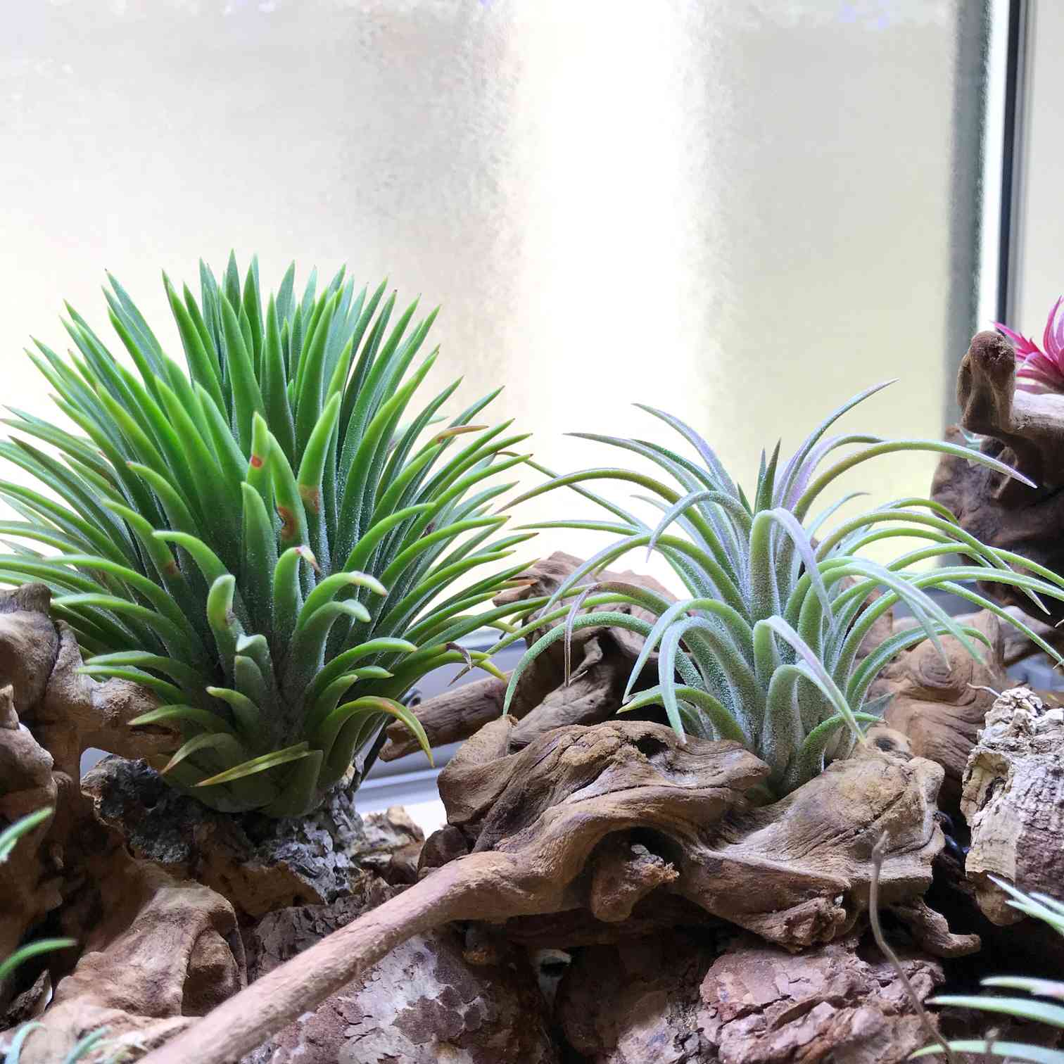 イオナンタ プレデターの一覧｜🍀GreenSnap（グリーンスナップ）