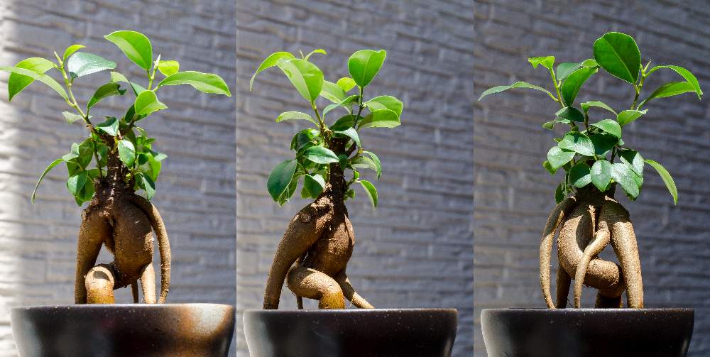 ガジュマルの投稿画像 By 加古川の人さん 人形カジュマルと観葉植物と使徒 19月5月8日 Greensnap グリーンスナップ