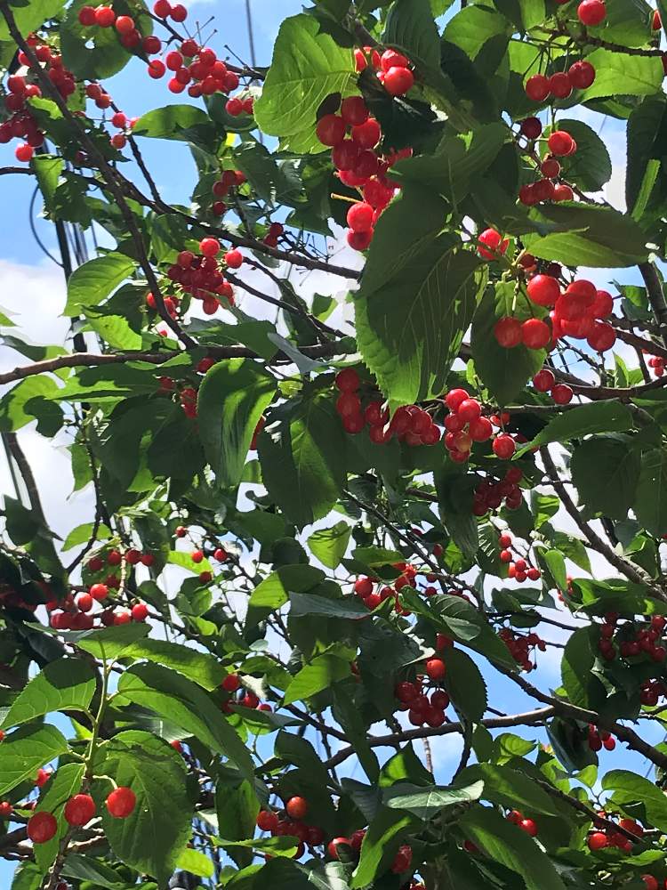 木の実の投稿画像 By Ponikさん 植中毒とタニラーとお散歩と赤い実とベランダーとタニク初心者とバルコニスト 19月5月 8日 Greensnap グリーンスナップ