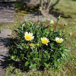 屋上庭園,お出かけ先の画像