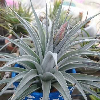 チランジアグエリズィの投稿画像一覧 Greensnap グリーンスナップ