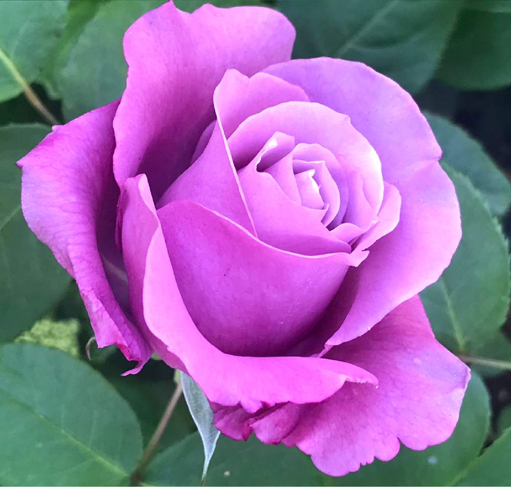 薔薇の投稿画像 By ひろちゃんさん バラとシャルル ド ゴールと咲いてくれてありがとう とピンク ピンクとバラの季節とラベンダーピンク といい香り と青バラ 19月5月8日 Greensnap グリーンスナップ