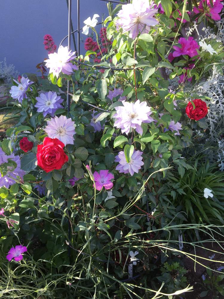 クレマチス 天塩の投稿画像 By キントキさん ベニカノコソウとバラ ルージュピエールドロンサールとアグロステンマとツツジと いいねありがとう といいね フォローありがとうございます とバラ ルージュ ピエール ドゥ ロンサールとコメント大歓迎 と天塩