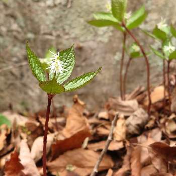 ヒトリシズカの育て方 種まき時期は 日当たりや水やり加減は Greensnap グリーンスナップ
