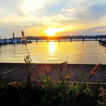 湖の夕焼けの画像 by lucky514さん | お出かけ先と５月と湖の夕焼けとGS映えとGS日和とマルプーラッキー散歩とマリーナの夕日と湖の夕景と花のある暮らし