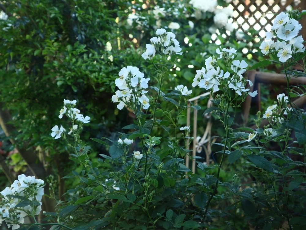 バラの投稿画像 By 819sakuranboさん ロサムルティフローラとmy Gardenとグリーンのある暮らしとシェードガーデンと今日の一枚とお庭の植物とナチュラルスタイルとガーデニングと花のある暮らしと庭の宿根草 19月5月8日 Greensnap グリーンスナップ