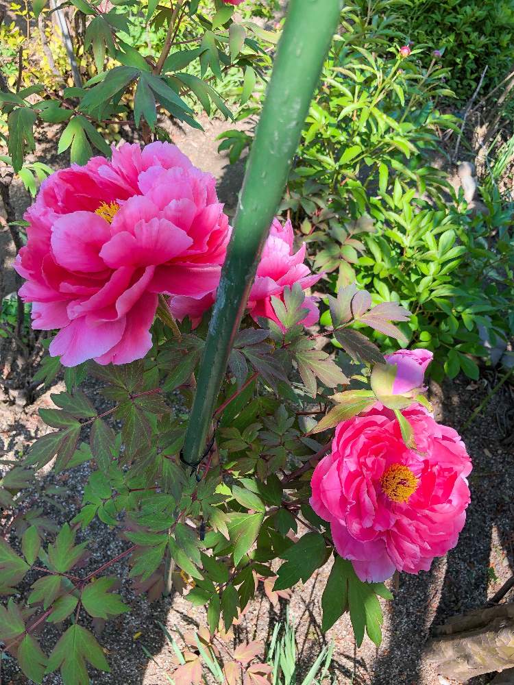 ピンク牡丹の投稿画像 By Citrusさん 庭の花木 19月5月8日 Greensnap グリーンスナップ