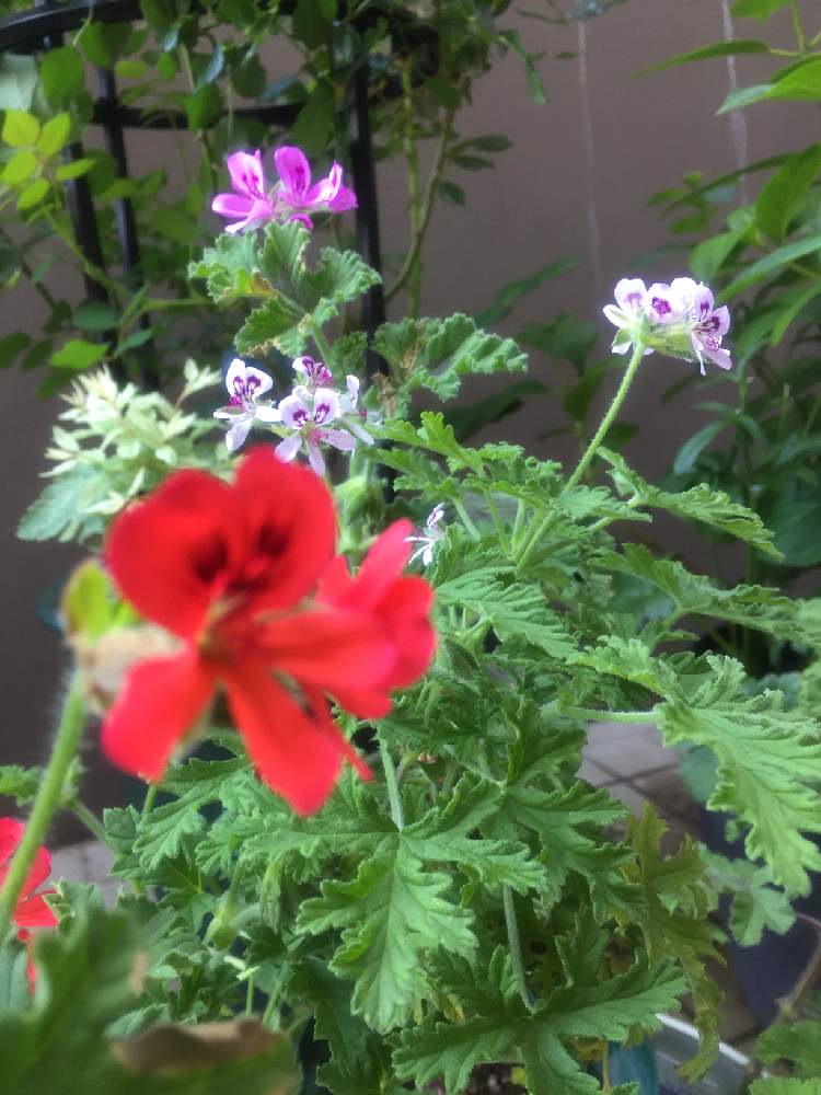 花のある暮らしの投稿画像 By Pluie さん センテッド ゼラニウムと香りのある植物と虫除けハーブとペラルゴニウム属 19月5月8日 Greensnap グリーンスナップ