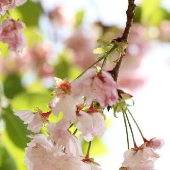 松月桜の画像 by けんパパさん | お出かけ先とさくら サクラ 桜と松月桜と令和最初の植物と無加工と『2019桜』フォトコンテストと一眼レフとフルーツパーク富士屋ホテルと花のある暮らし
