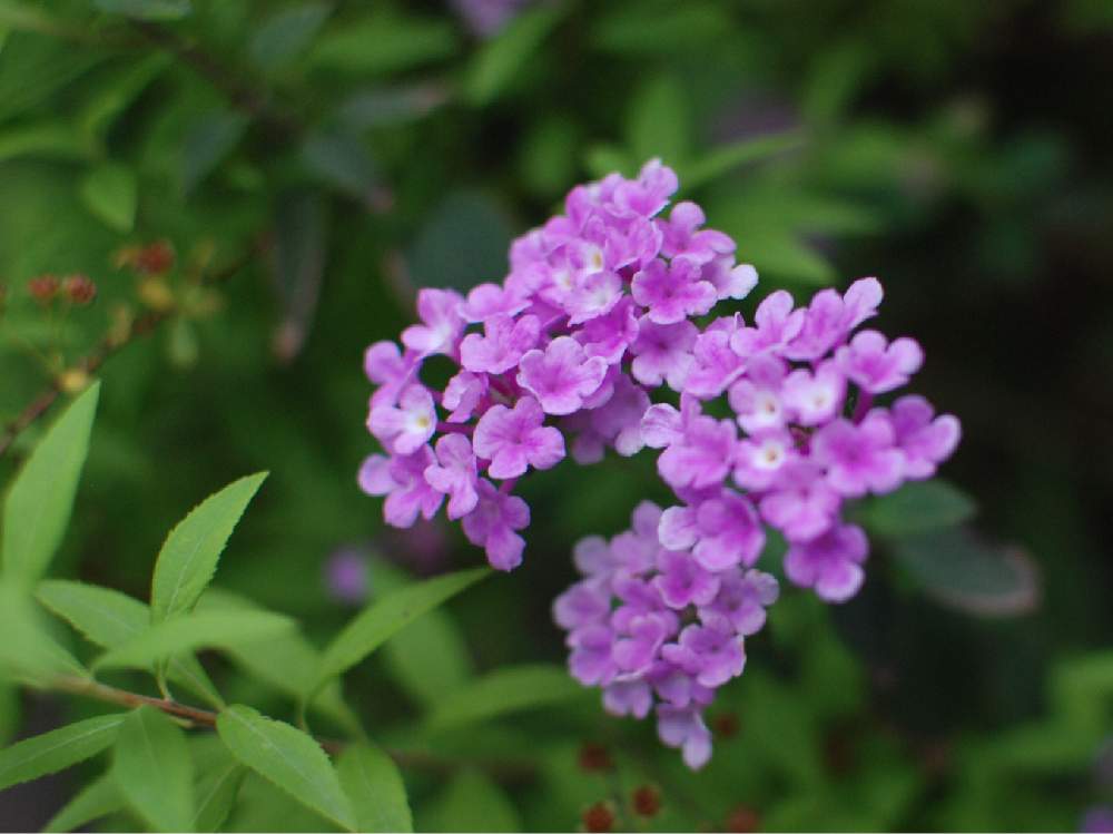 薄紫色の花の投稿画像 By Ajiさん 道端に咲く花と花のある暮らしと小さな花と散歩中と薄紫色の花と道端に咲く花と花のある暮らしと小さな花と散歩中 19月5月9日 Greensnap グリーンスナップ Greensnap グリーンスナップ