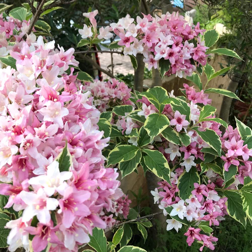 斑入りオオベニウツギの投稿画像 By Yupanさん かわいい とピンク ピンクと庭の木とガーデニングと花 のある暮らしとお庭と今年も会えたね とかわいい とピンク ピンクと庭の木とガーデニングと花のある暮らしとお庭と今年も会えたね 19月5月9日