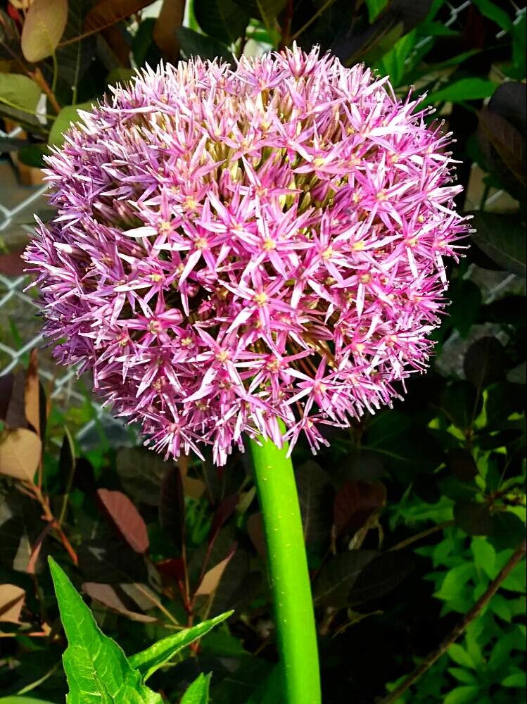 アリウムグローブマスターの投稿画像 By 冂 Keiさん ユリ科とアリウム属とアリウムグローブマスター と球根植物とネギ属とグローブマスターと小さな庭と ユリ科とアリウム属とアリウムグローブマスター と球根植物とネギ属とグローブマスター 19月5月9日