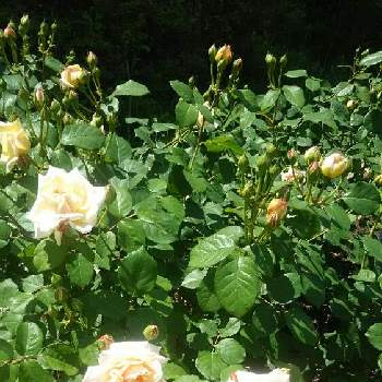 白薔薇 の投稿画像 By Muguet11さん 薔薇園とバラ 鉢植えと植中毒と今日のお花と薔薇たちと薔薇が素敵と薔薇 とロザリアンと洋風テイストと薔薇の花 17月5月21日 Greensnap グリーンスナップ