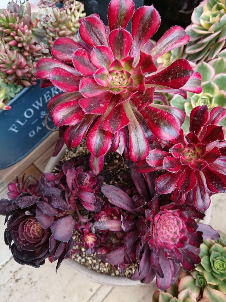 96#多肉植物アエオニウム錦❤️リバーストーン❤️ 1大頭10小頭18cm 鉢
