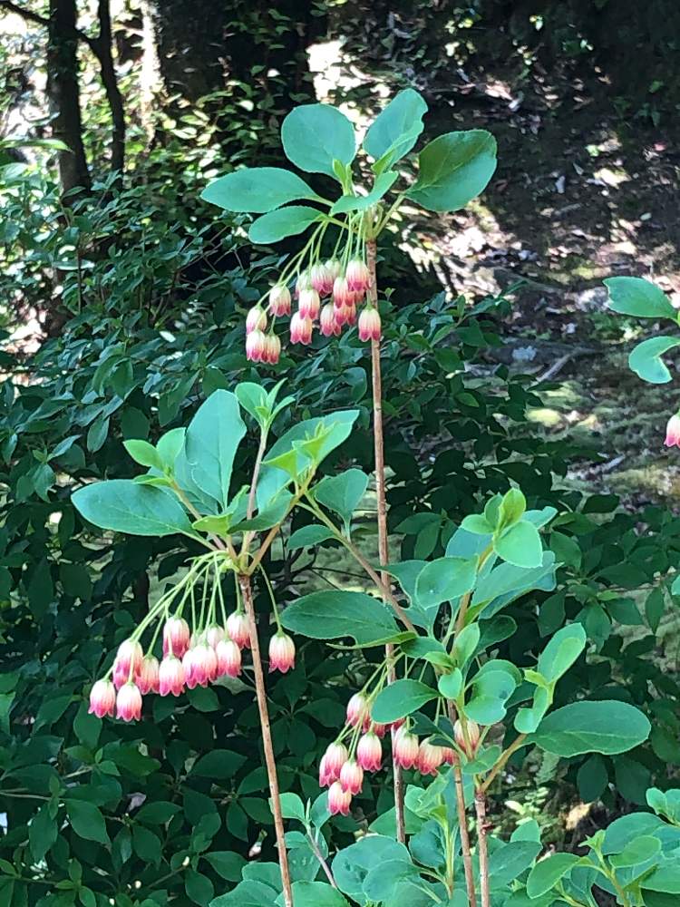 サラサドウダンの投稿画像 By さらさらさん 19月5月9日 Greensnap グリーンスナップ