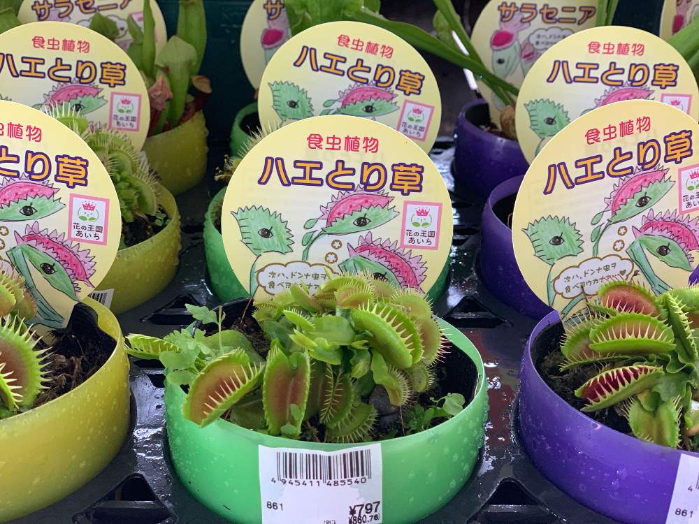 はえとり草の投稿画像 By 光葉さん サラセニア 種類不明 19月5月9日 Greensnap グリーンスナップ Greensnap グリーンスナップ