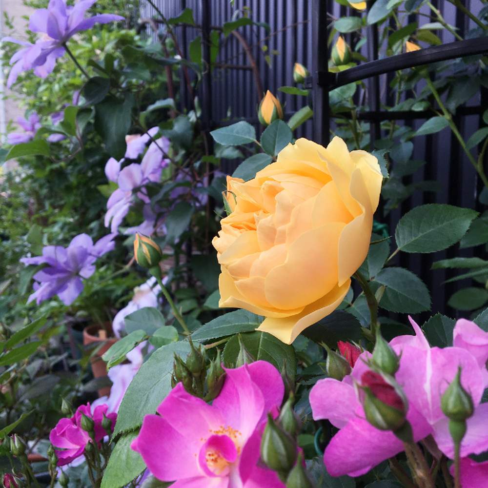 クレマチス の投稿画像 By Meihoさん バラ ラベンダードリームとイングリッシュ ローズとグラハムトーマスとばら 薔薇 バラと小さな庭とクレマチス とバラ ラベンダードリームとイングリッシュ ローズとグラハムトーマスとばら 薔薇 バラ 19月5月9日