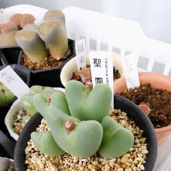 最も優遇 コノフィツム 多肉植物 ムイリアホルテンセ 女仙 大注目 Pegasusarabians Com