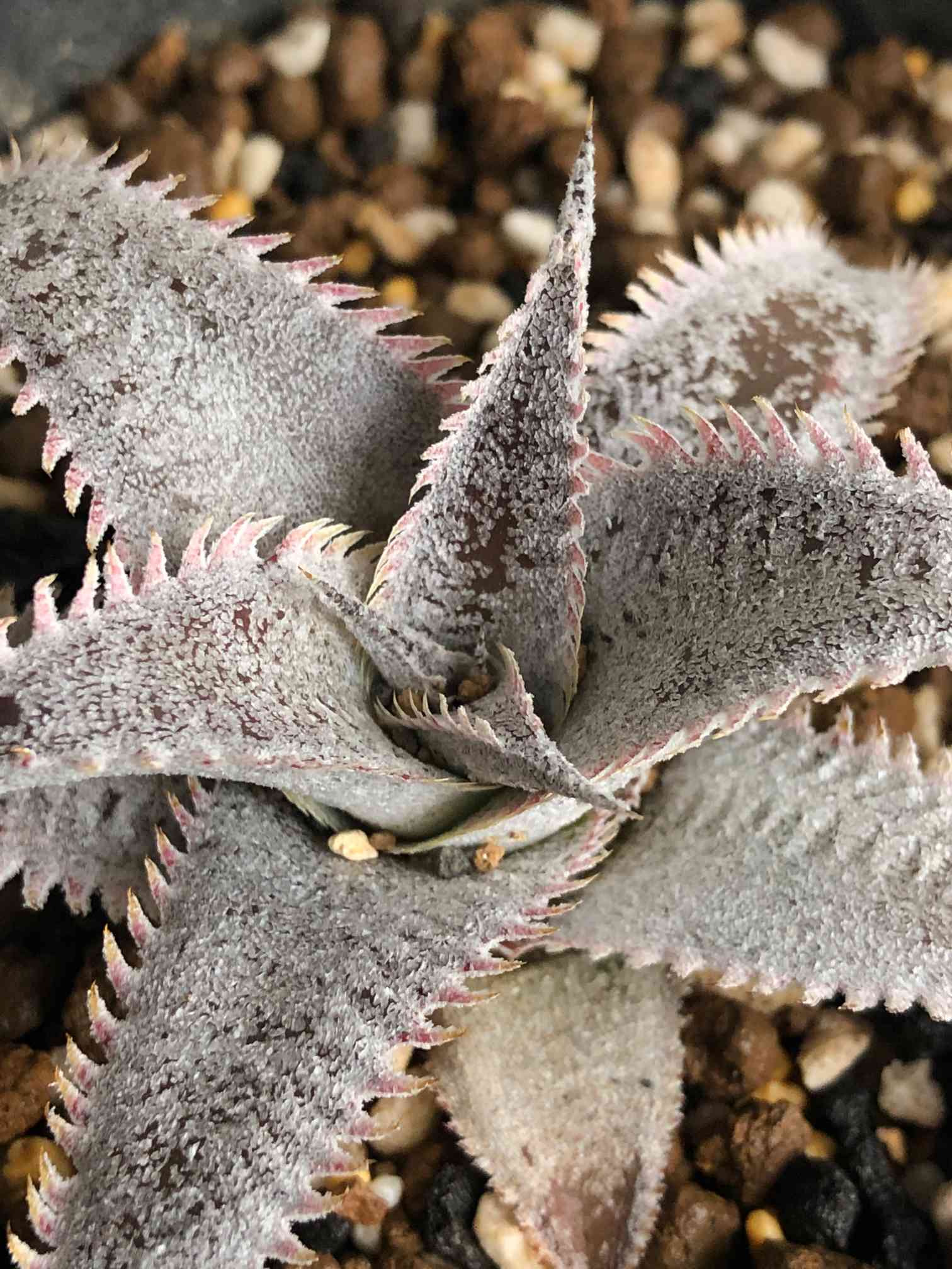 Dyckia marnier-lapostollei Red spines｜🍀GreenSnap（グリーンスナップ）