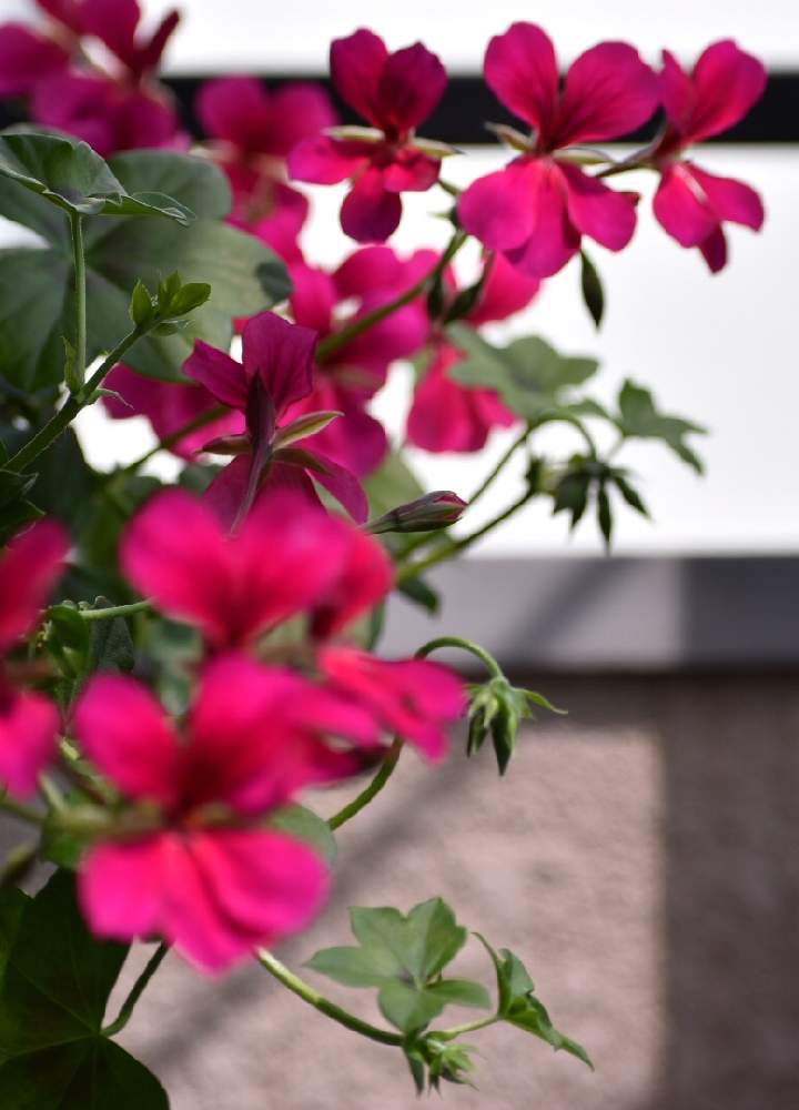 アイビーゼラニウムの投稿画像 By Naoさん 花のある暮らし 19月5月9日 Greensnap グリーンスナップ