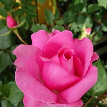 バラ トワパルファンの画像 by ＹＵＭＩＫＯさん | 小さな庭とスマホ撮影といい香り❤と薔薇愛同盟と花が好き❤と植中毒とバラ トワパルファンと薔薇が好き❤ときれいな色と鉢植えと花のある暮らしといい色♡と咲いた❤️