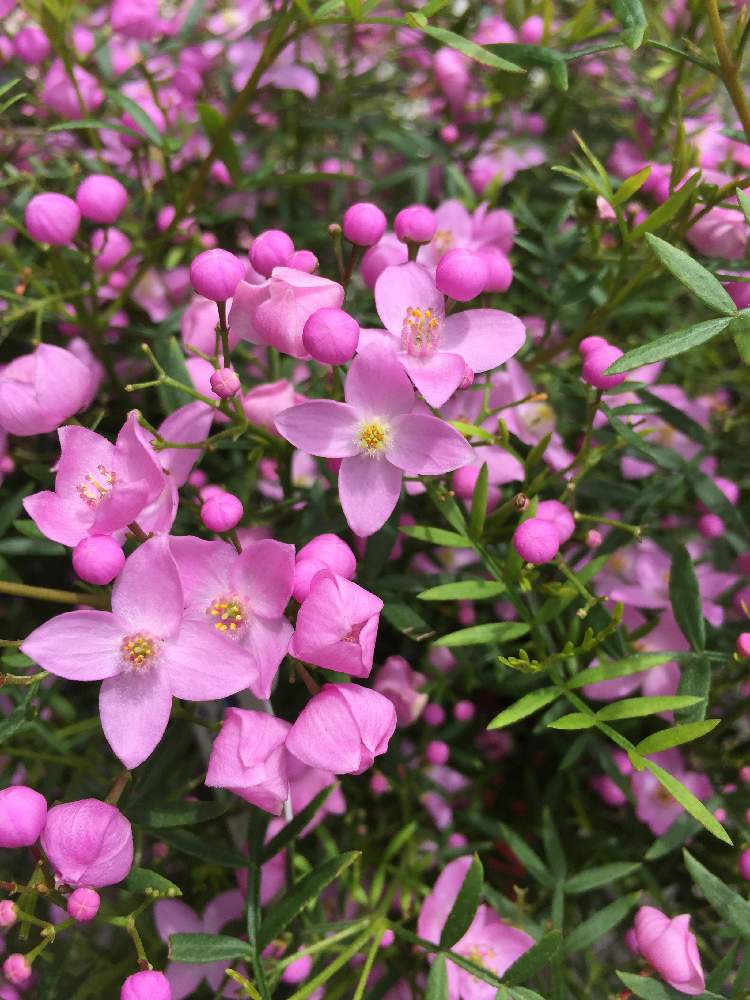 50 ボロニア 花 最高の花の画像