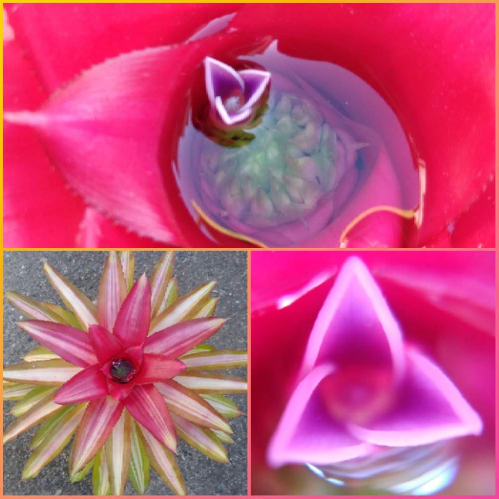 ネオレゲリア ピッコロの投稿画像 By Qooさん 綺麗な花と赤い花と花のある暮らしと熱帯植物と綺麗だねとパイナップル科 19月5月9日 Greensnap グリーンスナップ