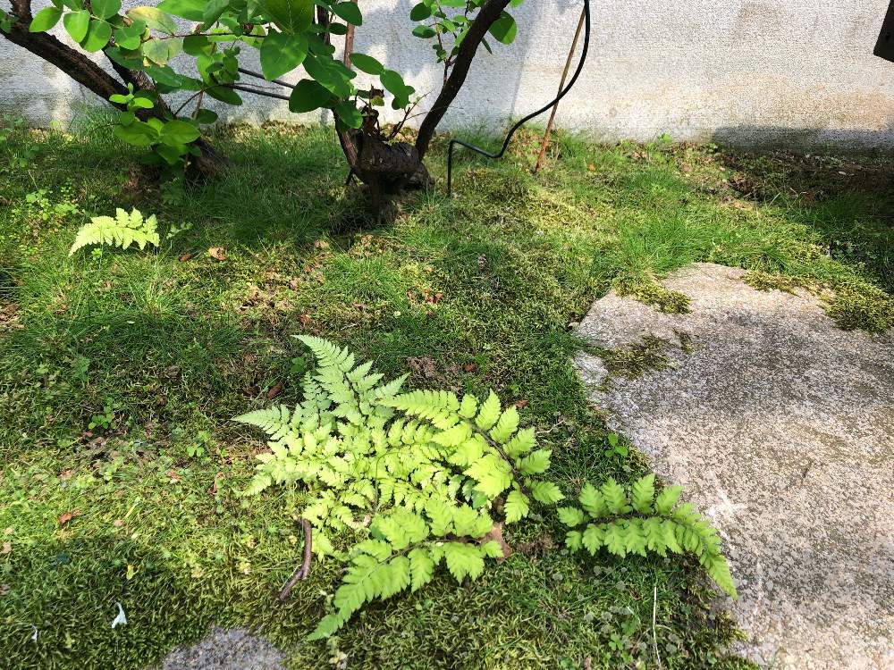 シダの投稿画像 By ねこましゅさん 苔 コケ とヒペリカムと植物初心者 とgsミニモニ とコケ植物とシダ植物と私の花壇 19月5月9日 Greensnap グリーンスナップ